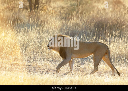 Löwe (Panthera leo), männlicher Löwe wandern in der Savanne, Seitenansicht, Südafrika, Kgalagadi Transfrontier National Park Stockfoto