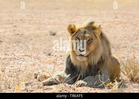 Löwe (Panthera leo), Lügen männlichen Löwen in der Savanne, Vorderansicht, Südafrika, Kgalagadi Transfrontier National Park Stockfoto