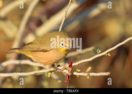 Cape (Convolvulus pallidus), sitzt auf einem Ast, Südafrika, Augrabies Falls Nationalpark Stockfoto