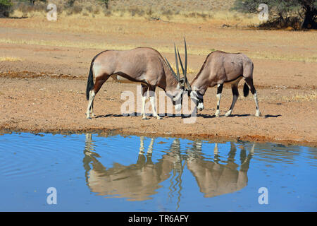 Gemsbock, beisa (Oryx gazella), zwei Männer an einem Wasserloch kämpfen, Südafrika, Kgalagadi Transfrontier National Park Stockfoto