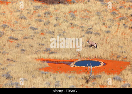 Gemsbock, beisa (Oryx gazella), Weibliche am Kieliekrankie Wasserloch, Südafrika, Kgalagadi Transfrontier National Park Stockfoto