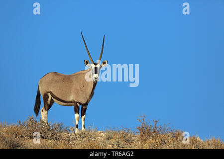 Gemsbock, beisa (Oryx gazella), Weibliche stehen auf einer Düne, Südafrika, Kgalagadi Transfrontier National Park Stockfoto