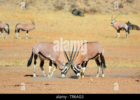 Gemsbock, beisa (Oryx gazella), zwei Männer in der Savanne, Südafrika, Kgalagadi Transfrontier National Park kämpfen Stockfoto