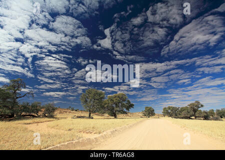 Dirt Road in der Savanne, Südafrika, Kgalagadi Transfrontier National Park, Dalkeith Stockfoto