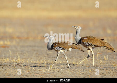 Kori bustard (Ardeotis Kori), ein paar wenige in der Savanne, Südafrika, Kgalagadi Transfrontier National Park Stockfoto