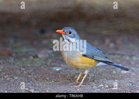 Kurrichane Thrush (Turdus libonyanus), auf dem Boden, Südafrika, Nord West Provinz, Pilanesberg National Park Stockfoto