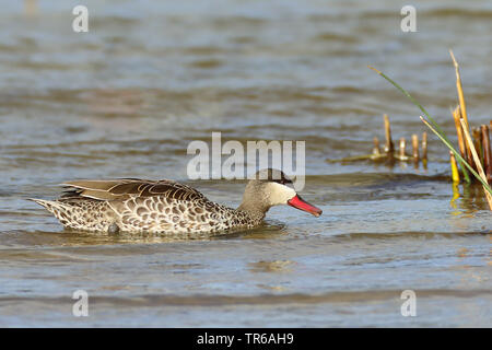 Red-billed Pintail (Anas erythrorhyncha), Schwimmen, Südafrika, Westkap, Wilderness National Park Stockfoto