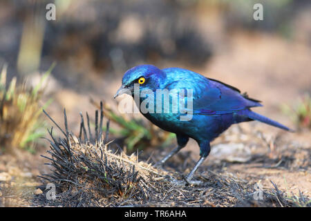 Rot - geschulterten glossy Starling (Lamprotornis nitens), auf der Suche nach Nahrung auf dem Boden, Südafrika, North West Provinz, Pilanesberg National Park Stockfoto