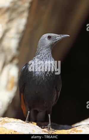 African Red-winged Starling (Onychognathus Morio), Weibliche steht auf einem Felsen, Südafrika, Klaarstrom Stockfoto