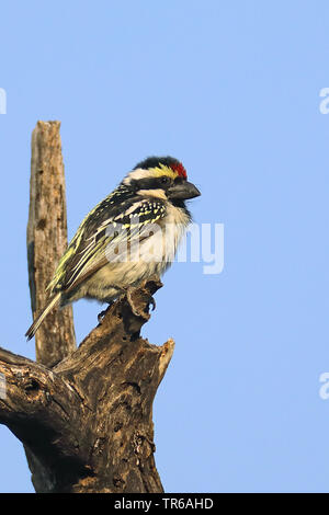 Acacia, Pied pied barbet Barbet (Tricholaema leucomelas), sitzend auf einem toten Baum, Südafrika, North West Provinz, Pilanesberg National Park Stockfoto