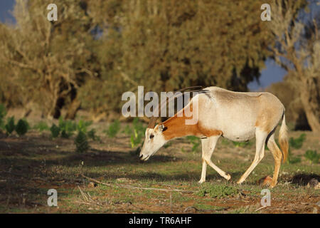 Scimitar Oryx, scimitar-horned Oryx (Oryx dammah), Wandern in den Dünen, Marokko, Souss Massa Nationalpark Stockfoto