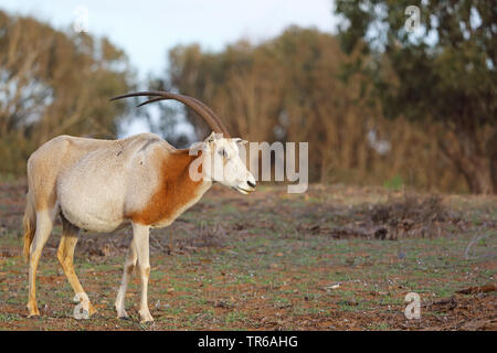 Scimitar Oryx, scimitar-horned Oryx (Oryx dammah), Dünen, Marokko, Souss Massa Nationalpark Stockfoto