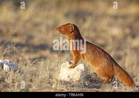 Schlanke mongoose (Galerella sanguinea), steht an einem Stein in der Savanne, Südafrika, Nordkap, Kgalagadi Transfrontier National Park Stockfoto