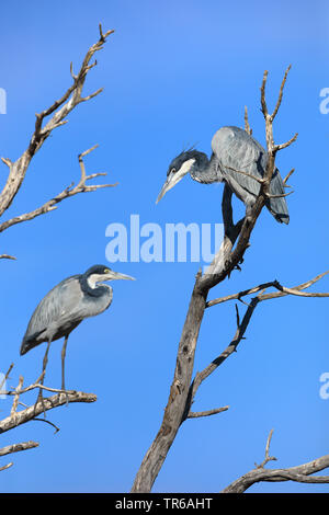 Black-headed Heron (Ardea Melanocephala), Paar in Baum, Südafrika, Kgalagadi Transfrontier National Park Stockfoto