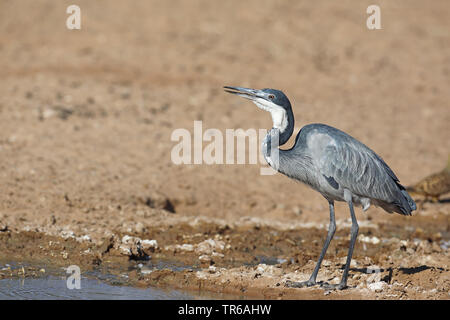 Black-headed Heron (Ardea Melanocephala), Trinken an einem Wasserloch, Südafrika, Kgalagadi Transfrontier National Park Stockfoto