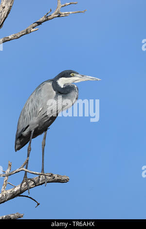 Black-headed Heron (Ardea Melanocephala), stehend auf einem Zweig, Südafrika, Kgalagadi Transfrontier National Park Stockfoto