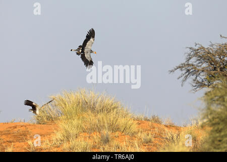 Staatssekretär Vogel, Sagittarius serpentarius (Sagittarius serpentarius), über eine Düne fliegen, Südafrika, Kgalagadi Transfrontier National Park Stockfoto