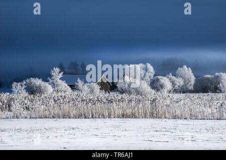 Raureif und Nebel im Naturschutzgebiet Murnauer Moos, Deutschland, Bayern, Alpenvorland Stockfoto