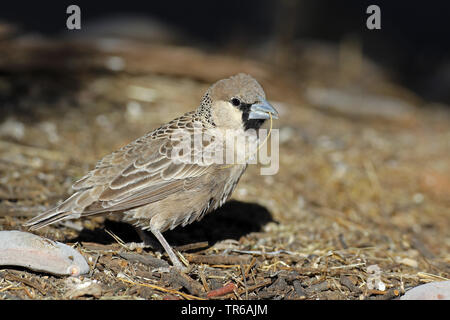 Sociable Weaver (Philetairus socius), mit Nistmaterial im Schnabel, Südafrika, Kgalagadi Transfrontier National Park Stockfoto