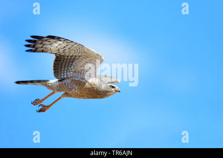 Blass chanting - Habicht (Melierax canorus), juvenile, Starten, Südafrika, Kgalagadi Transfrontier National Park Stockfoto