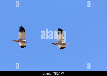 Blass chanting - Habicht (Melierax canorus), fliegende Paar, Südafrika, Kgalagadi Transfrontier National Park Stockfoto