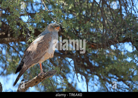 Blass chanting - Habicht (Melierax canorus), sitzen auf einer Akazie, Südafrika, Kgalagadi Transfrontier National Park Stockfoto