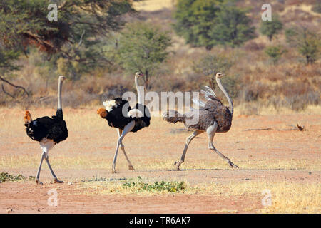 Strauß (Struthio camelus), in der Gruppe, die in der Savanne, Südafrika, Kgalagadi Transfrontier National Park Stockfoto