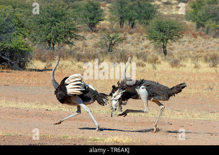 Strauß (Struthio camelus), zwei junge Männer verfolgten jede andere, Südafrika, Kgalagadi Transfrontier National Park Stockfoto