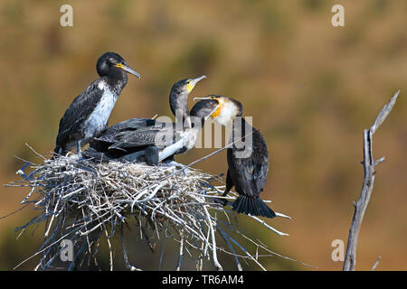 White-breasted Kormorane (Phalacrocorax Lucidus), nach Fütterung squeakers auf dem Nest, Südafrika, North West Provinz, Pilanesberg National Park Stockfoto