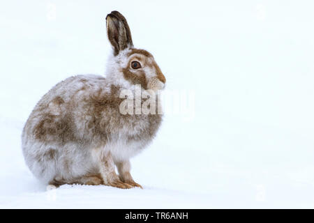 Schottische Schneehase, Schneehase, weissen Hasen, eurasischen Arktis Hase (Lepus timidus scotticus, Lepus scotticus), Fell ändern, Vereinigtes Königreich, Schottland, Aviemore Stockfoto