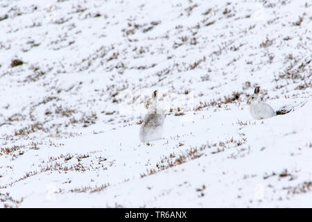 Schottische Schneehase, Schneehase, weissen Hasen, eurasischen Arktis Hase (Lepus timidus scotticus, Lepus scotticus), sitzt im Schnee am Fell ändern, Vereinigtes Königreich, Schottland, Aviemore Stockfoto