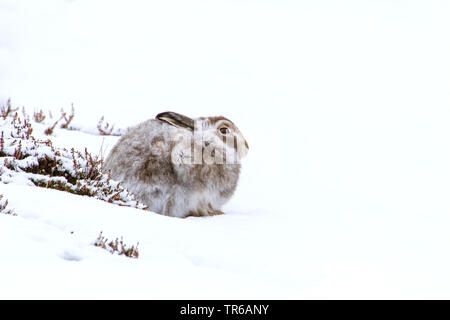 Schottische Schneehase, Schneehase, weissen Hasen, eurasischen Arktis Hase (Lepus timidus scotticus, Lepus scotticus), sitzt im Schnee am Fell ändern, Vereinigtes Königreich, Schottland, Aviemore Stockfoto
