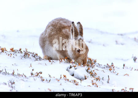 Schottische Schneehase, Schneehase, weissen Hasen, eurasischen Arktis Hase (Lepus timidus scotticus, Lepus scotticus), am Fell ändern, Fütterung auf Heath, Großbritannien, Schottland, Aviemore Stockfoto