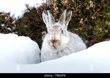 Schottische Schneehase, Schneehase, weissen Hasen, eurasischen Arktis Hase (Lepus timidus scotticus, Lepus scotticus), Peering aus Schnee Loch, Vereinigtes Königreich, Schottland, Aviemore Stockfoto
