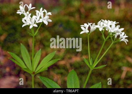 Waldmeister (Galium Odoratum), blühen, Oberbayern, Oberbayern, Bayern, Deutschland Stockfoto