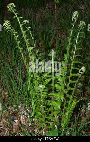 Männlicher Farn, Wurm Farn (Dryopteris filix-mas), Entfaltung Wedel, Deutschland, Bayern, Oberbayern, Oberbayern Stockfoto