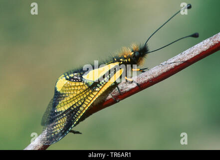 Owlfly (Libelloides longicornis, Ascalaphus longicornis), sitzend auf einem sprießen, Frankreich, Provence Stockfoto