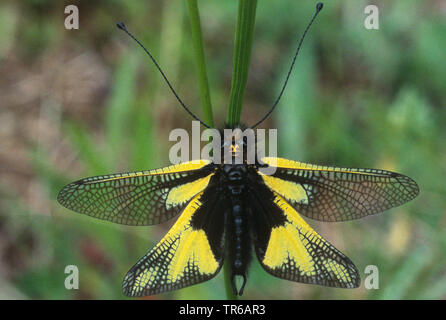 Owlfly (Libelloides longicornis, Ascalaphus longicornis), sitzend auf einem sprießen, Frankreich, Provence Stockfoto