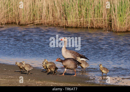 Graugans (Anser anser), mit Küken, die von der Wasserseite, Deutschland Stockfoto