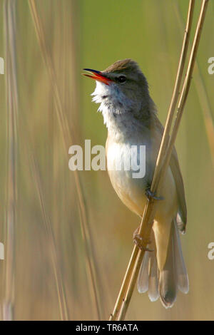 Große Teichrohrsänger (Acrocephalus arundinaceus), singende Männchen in Schilf, Deutschland Stockfoto