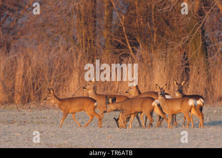 Reh (Capreolus capreolus), Herde an einem verschneiten Feld, Deutschland, Nordrhein-Westfalen Stockfoto