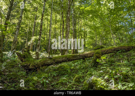 Wald am Lake Koenigssee, Deutschland, Bayern, Oberbayern, Oberbayern, Nationalpark Berchtesgaden Stockfoto