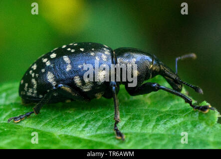 Liparus glabrirostris (Liparus glabrirostris), auf einem Blatt, Deutschland, Bayern, Allgäu. Stockfoto