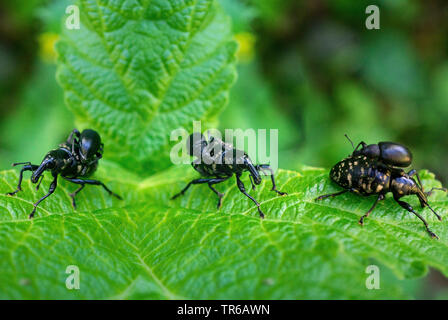 Liparus glabrirostris (Liparus glabrirostris), in der Gruppe auf einem Blatt, Deutschland, Bayern, Allgäu. Stockfoto