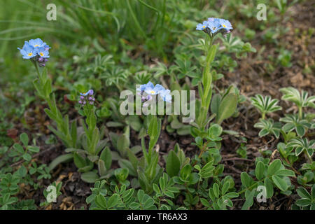 Holz Forget-me-not, woodland Vergißmeinnicht (Myosotis sylvatica agg. ), Blühen in den Alpen, Deutschland, Bayern, Allgäu. Stockfoto
