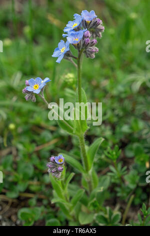 Holz Forget-me-not, woodland Vergißmeinnicht (Myosotis sylvatica agg. ), Blühen in den Alpen, Deutschland, Bayern, Allgäu. Stockfoto