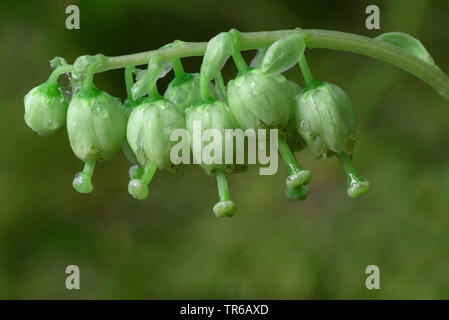 Einseitige wintergreen, gezahnte Wintergreen, sidebells (Orthilia secunda), Blütenstand, Österreich, Tirol Stockfoto