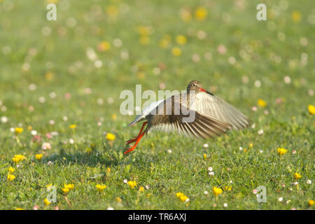 Gemeinsame Rotschenkel (Tringa totanus), ausgehend von einer Wiese, Seitenansicht, Deutschland, Nordrhein-Westfalen Stockfoto