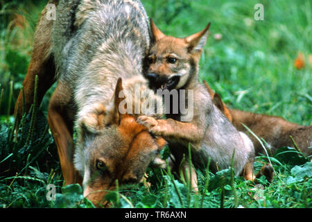 Europäische grauer Wolf (Canis lupus Lupus), Wolf Cub ropming mit Wölfin, Deutschland, Bayern Stockfoto
