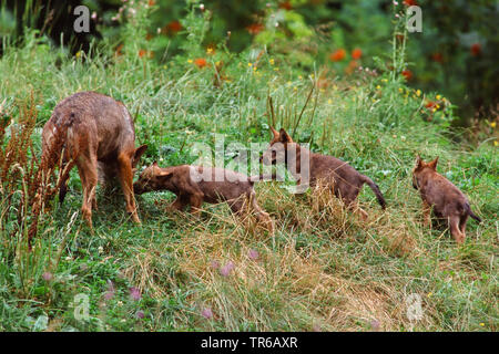 Europäische grauer Wolf (Canis lupus Lupus), Wölfin mit drei Wolf Cubs, Deutschland, Bayern Stockfoto